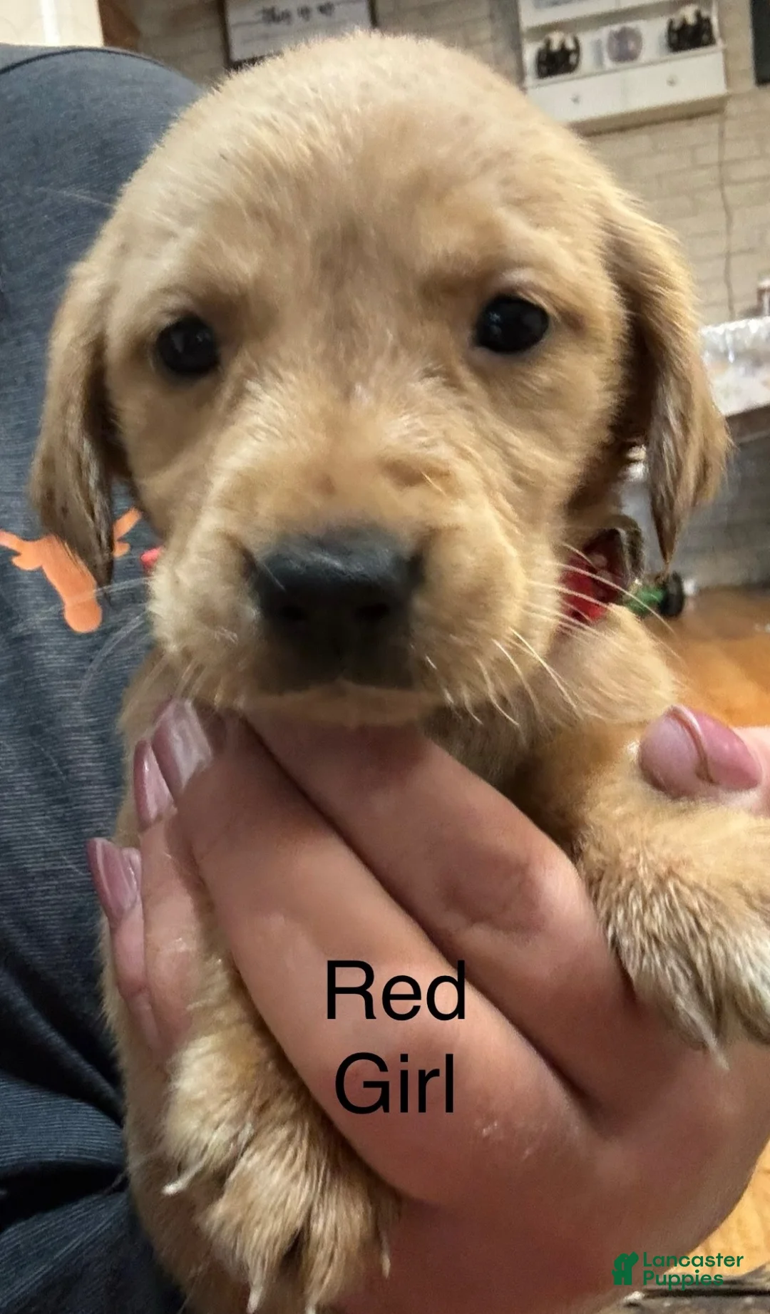 Golden Retriever dogs for sale: Red Golden Retriever 4 - Ad 1