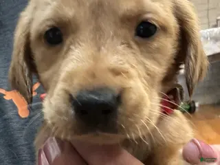 Golden Retriever dogs Red Golden Retriever 4 - Ad 14