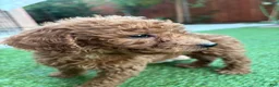 Standard Poodle dogs for sale: Daisy - Ad 11
