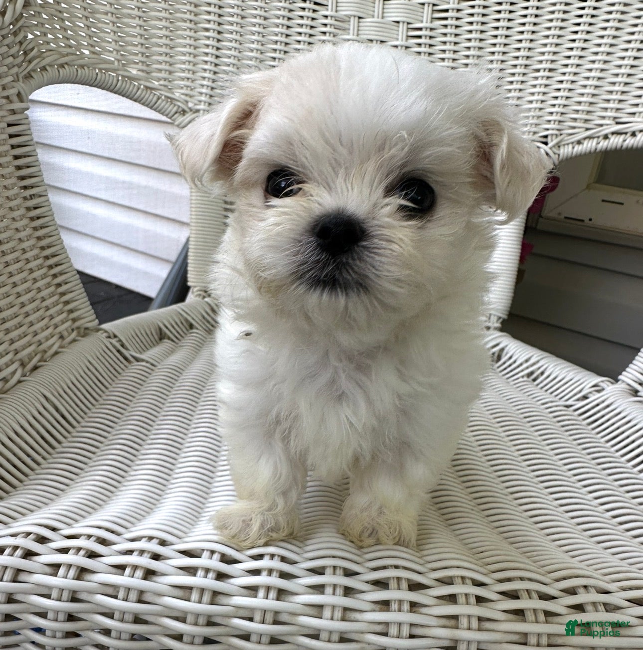 Maltese dogs Korean Gadget - Ad 1