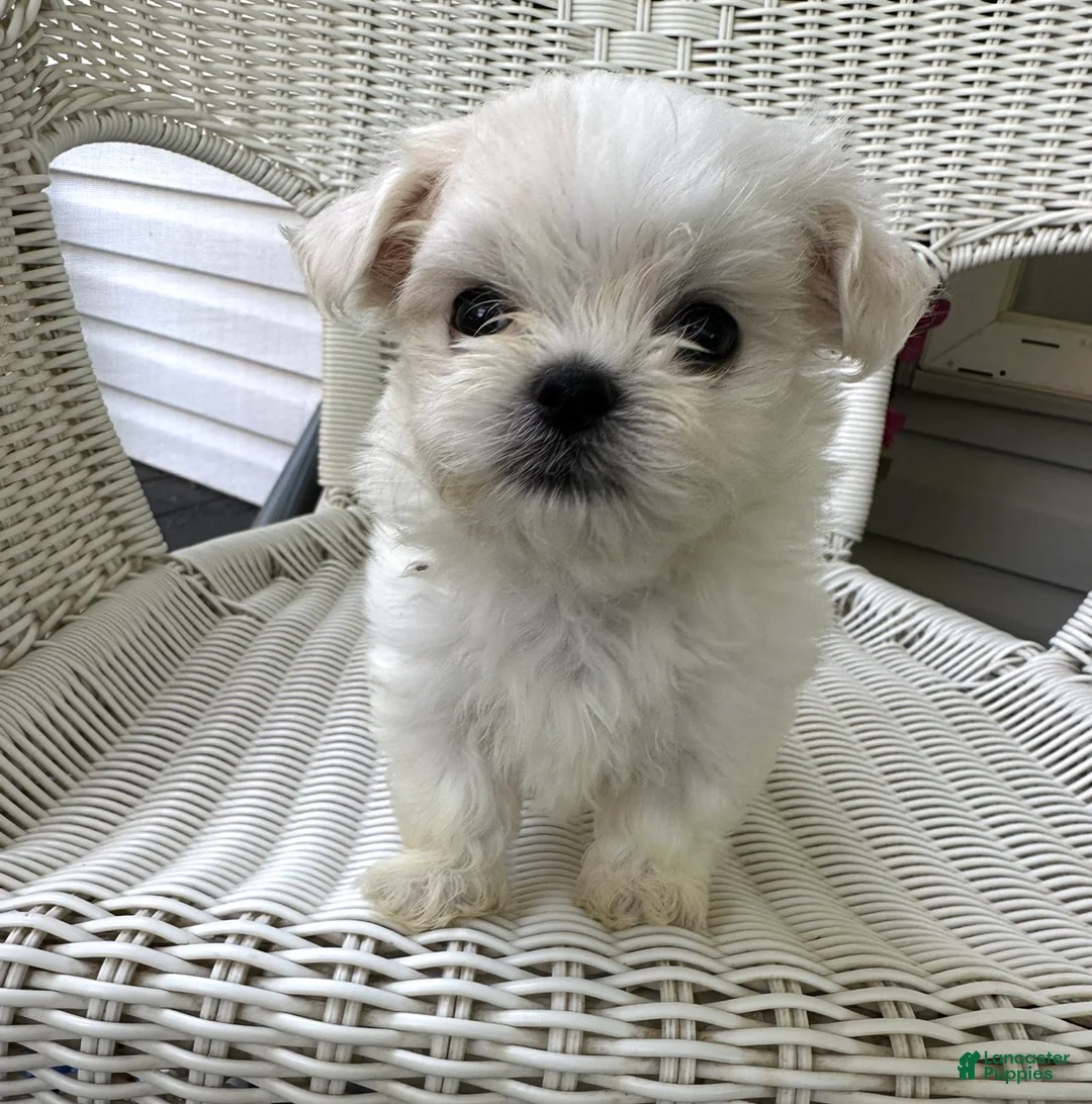 Maltese dogs for sale: Korean Gadget - Ad 1