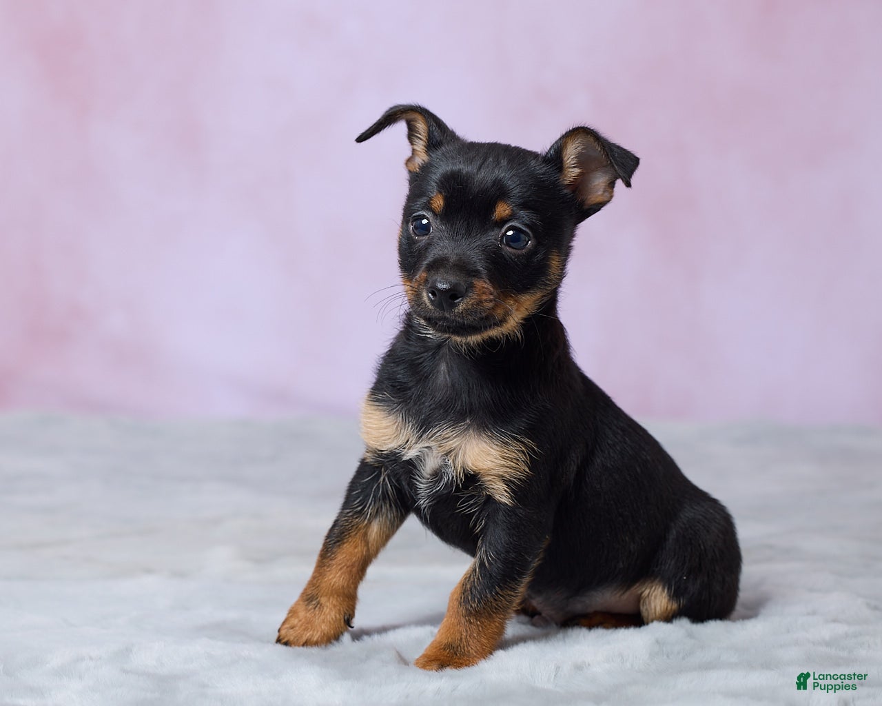 Chihuahua dogs Trixie - Ad 2