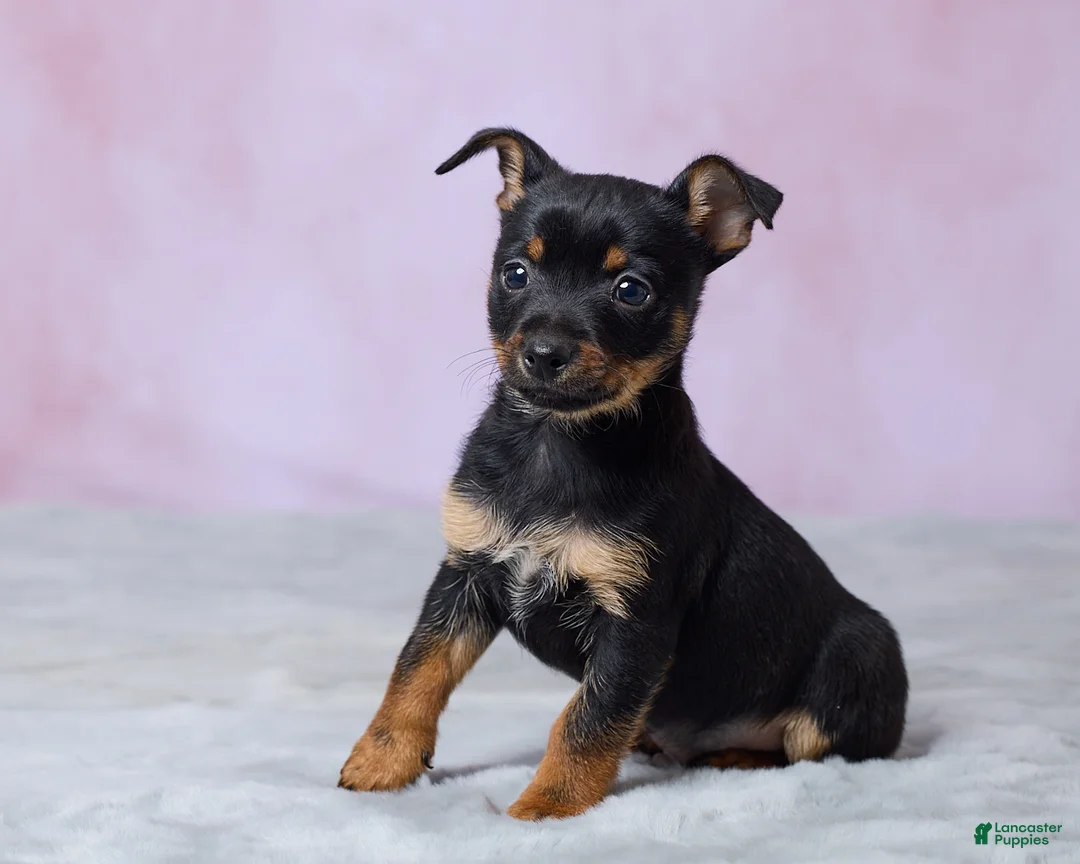 Chihuahua dogs for sale: Trixie - Ad 2