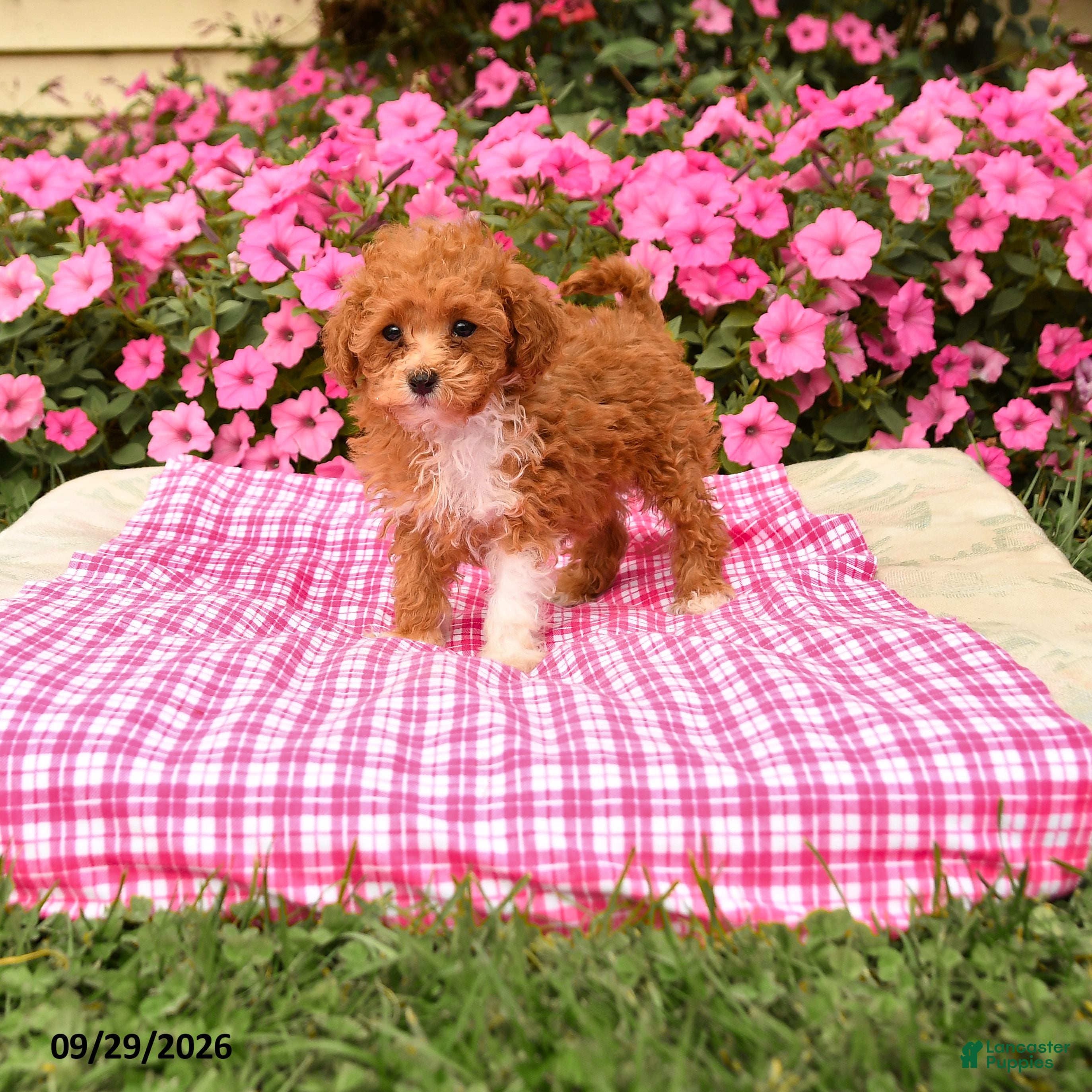 Toy Poodle dogs Penny - Ad 1