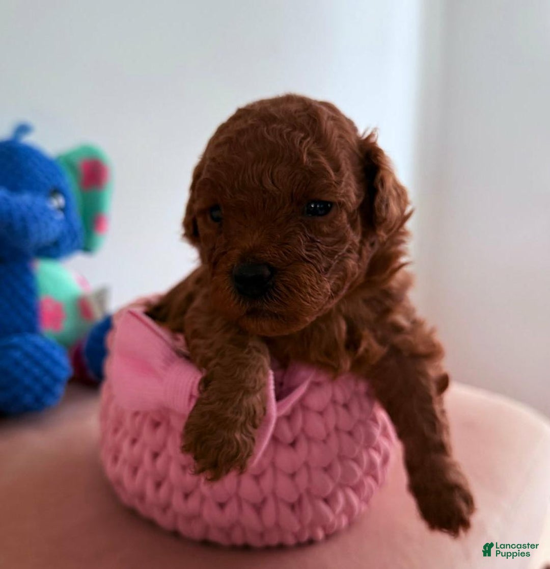 Cavapoo dogs for sale: Jamie - Ad 10