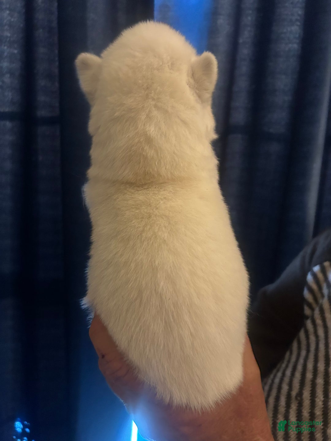 Gerberian Shepsky dogs for sale: Apollo Gerberian Shepsky Puppy 3 - Ad 4