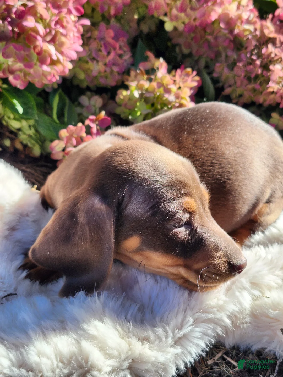 Miniature Dachshund dogs for sale: Cocoa - Ad 2
