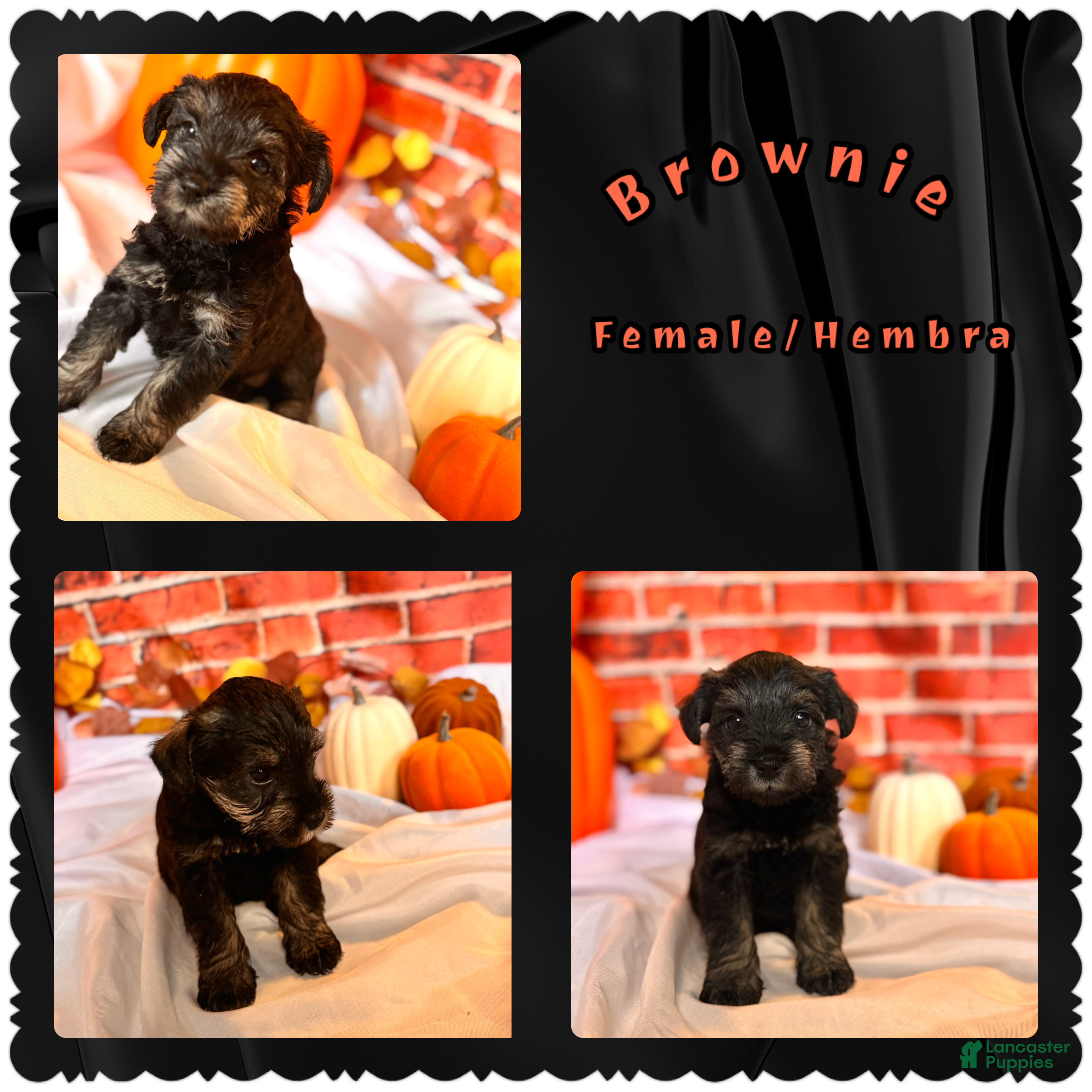Miniature Schnauzer dogs Brownie - Ad 1