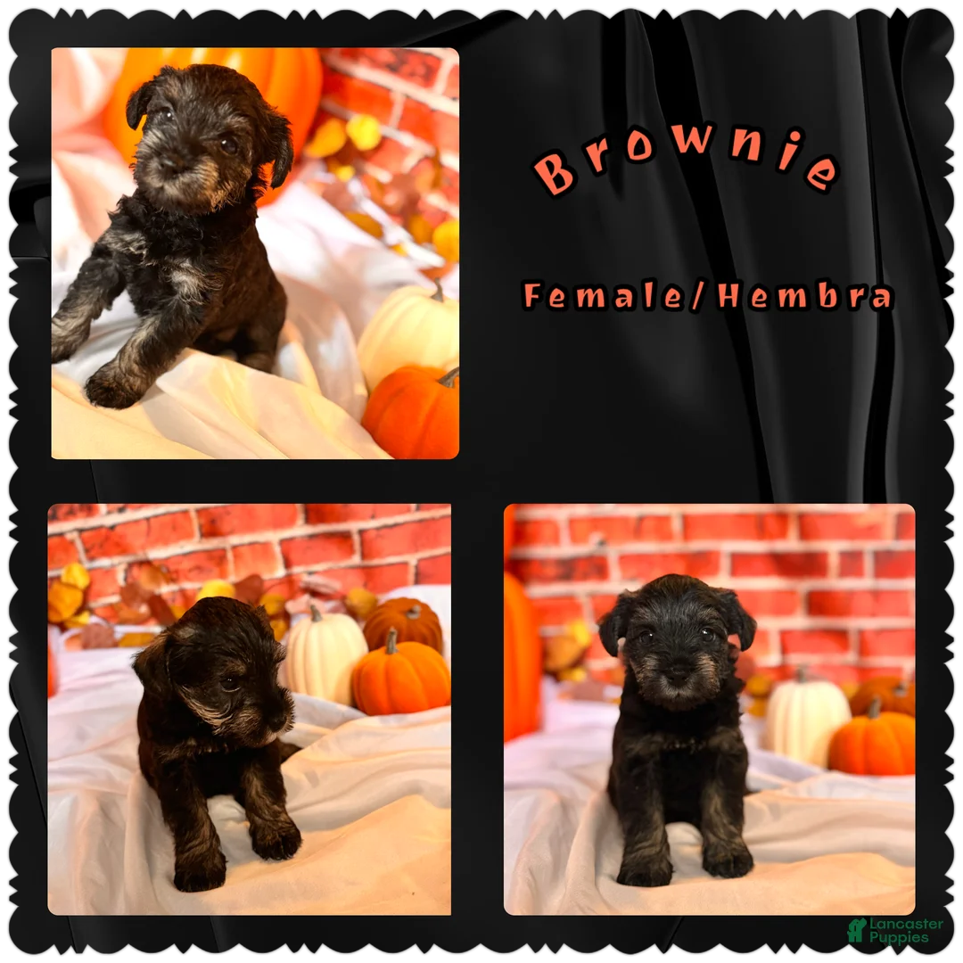Miniature Schnauzer dogs for sale: Brownie - Ad 1