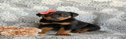 Rottweiler dogs for sale: Darbie - Ad 3