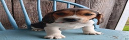 Beagle dogs for sale: Twix - Ad 3