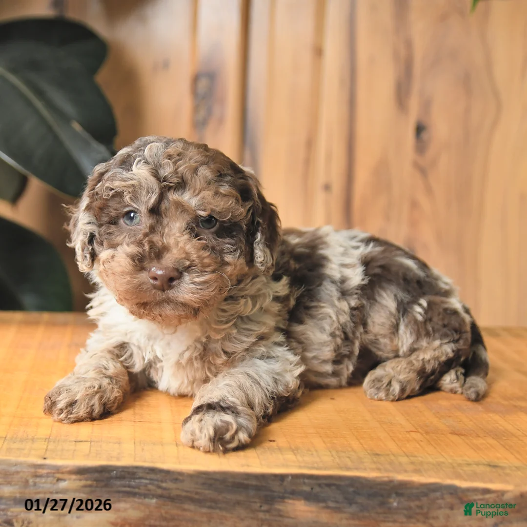 Miniature Poodle dogs for sale: Benji - Ad 3