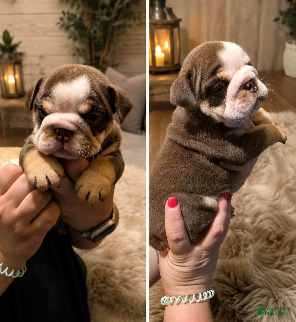 English Bulldog dogs Brandy - Ad 36