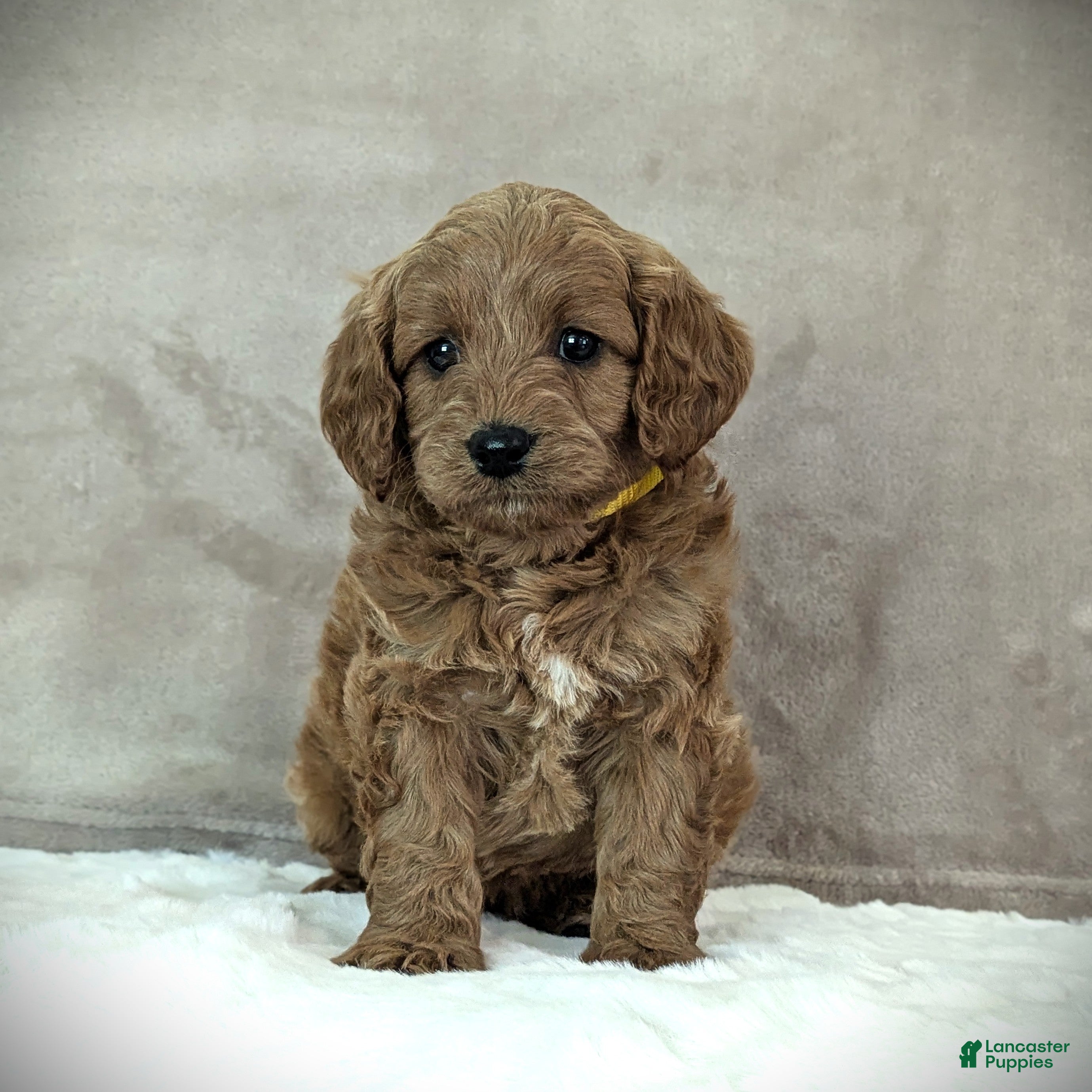 Cavapoo dogs Buddy - Ad 2