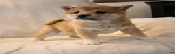 Shiba Inu dogs for sale: Skipper  - Ad 7