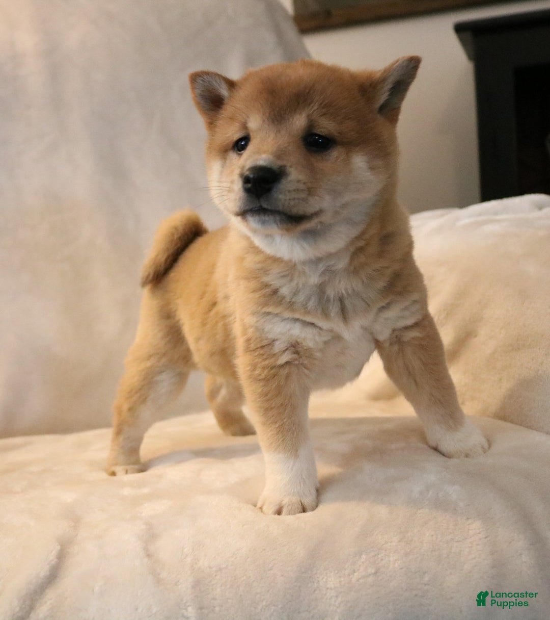 Shiba Inu dogs for sale: Skipper  - Ad 7