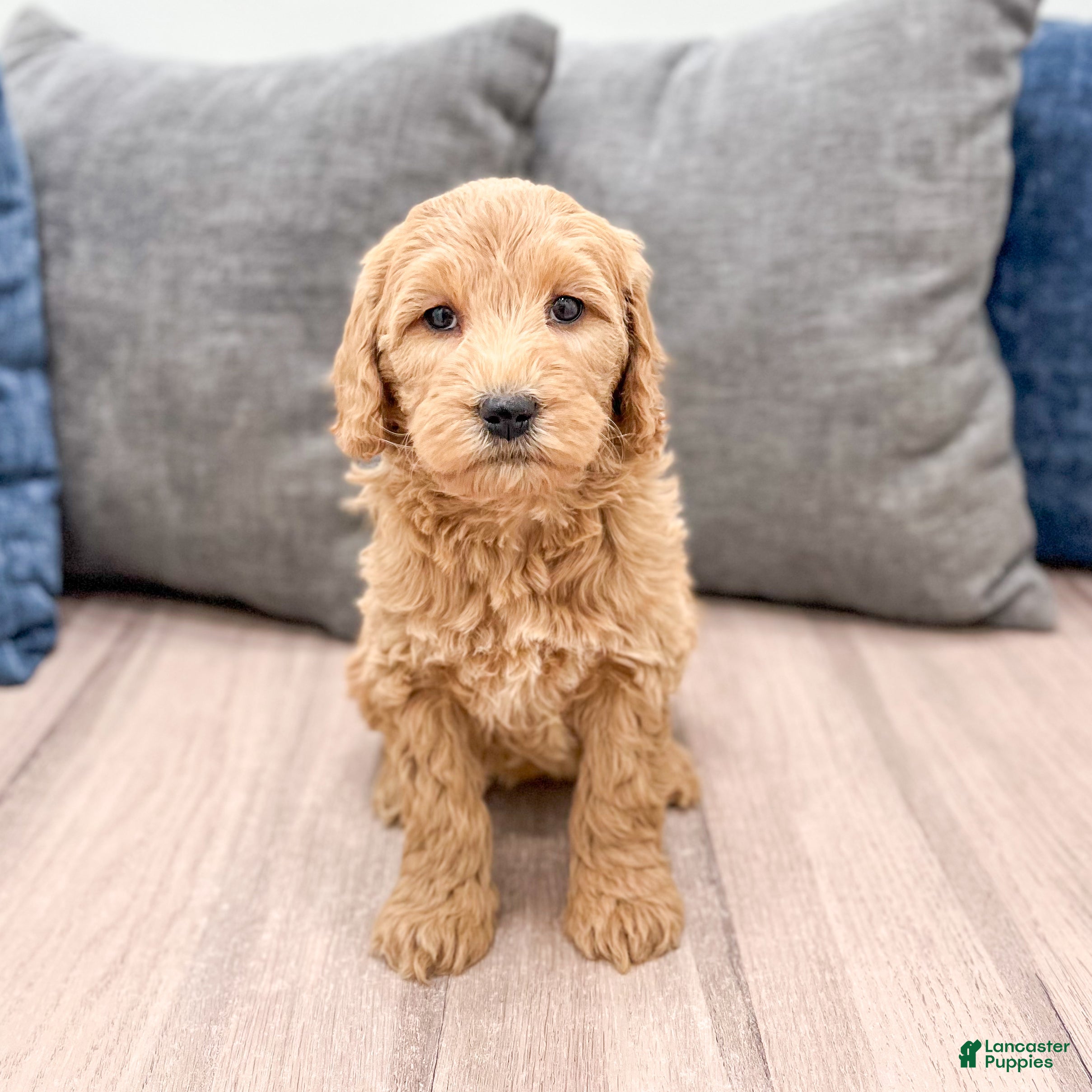 Goldendoodle dogs Courtney - Ad 13