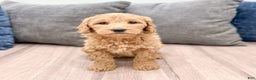 Goldendoodle dogs for sale: Courtney - Ad 1
