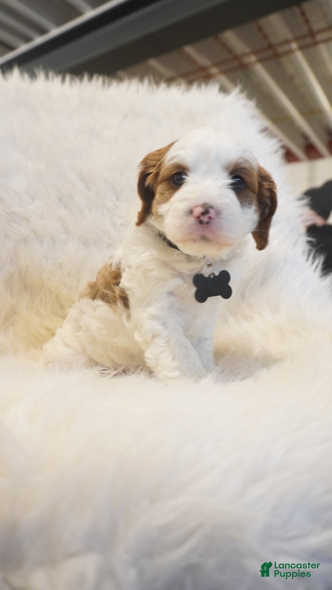 Cavapoo dogs for sale: Snowy  - Ad 14