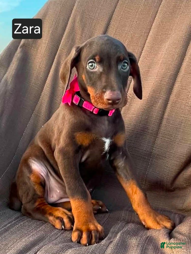 Doberman Pinscher dogs Zara - Ad 2