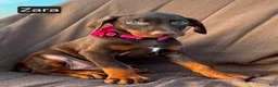 Doberman Pinscher dogs for sale: Zara - Ad 2