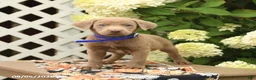 Labrador Retriever dogs for sale: Maverick - Ad 4