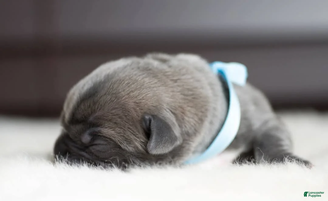 Cane Corso dogs for sale: Titan Bones Royal Majesty  - Ad 5