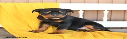 Rottweiler dogs for sale: Stella - Ad 4