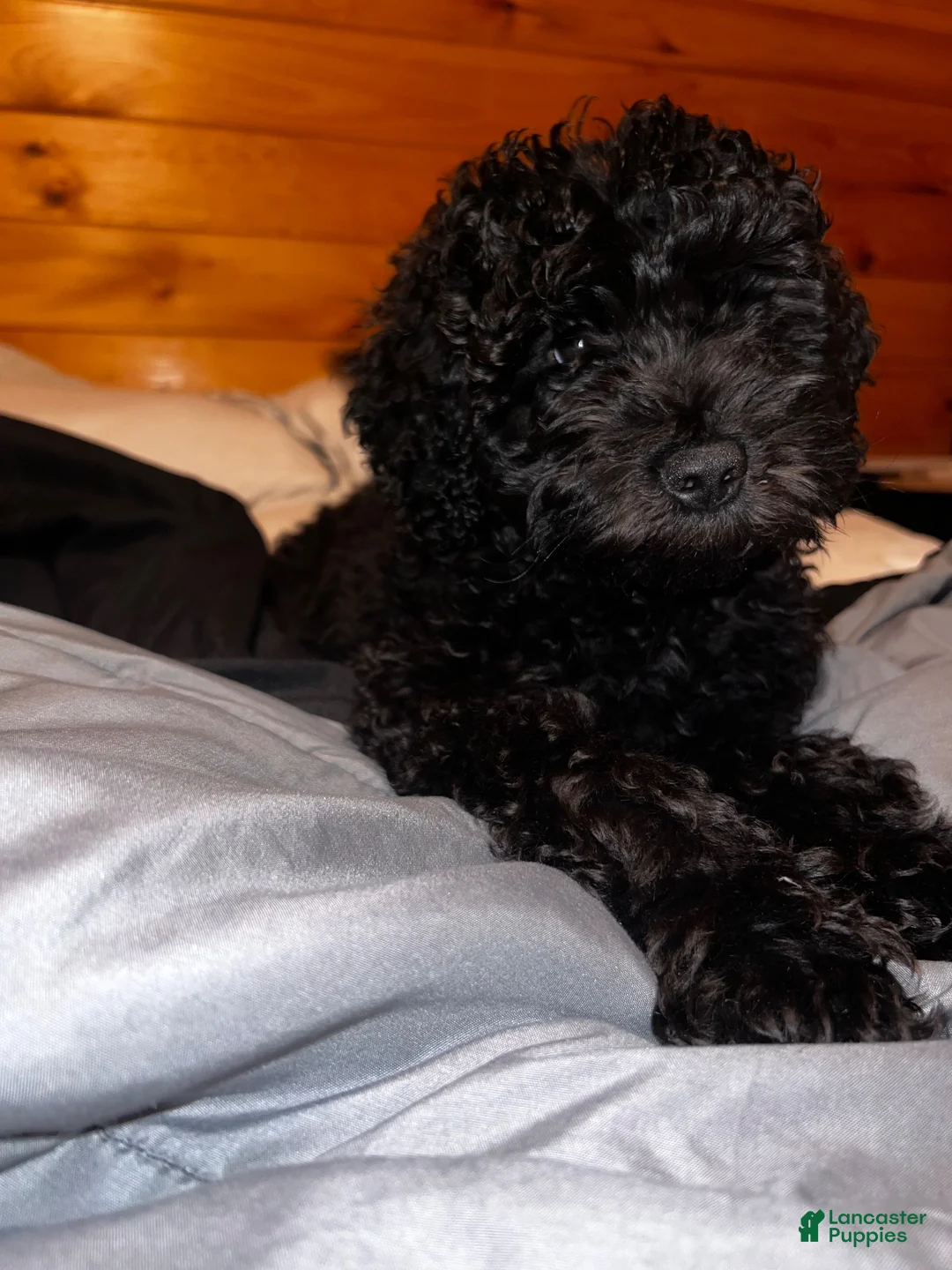 Double Doodle dogs for sale: Dino - Ad 5