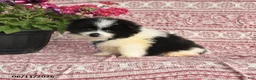 Pomeranian dogs for sale: Mitch - Ad 1