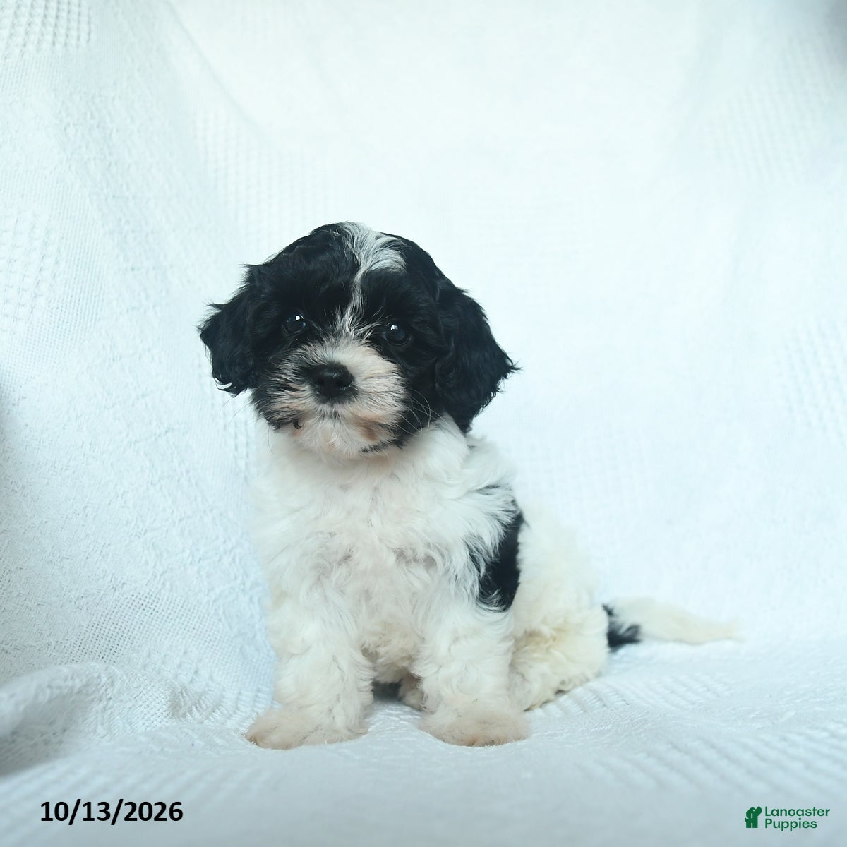 Mixed Breed dogs Pecan - Ad 1