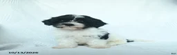 Mixed Breed dogs for sale: Pecan - Ad 1