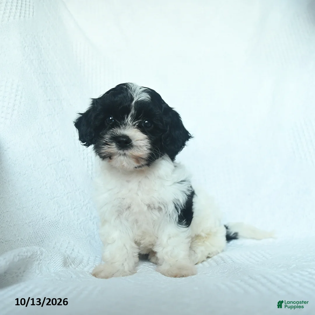 Mixed Breed dogs for sale: Pecan - Ad 1