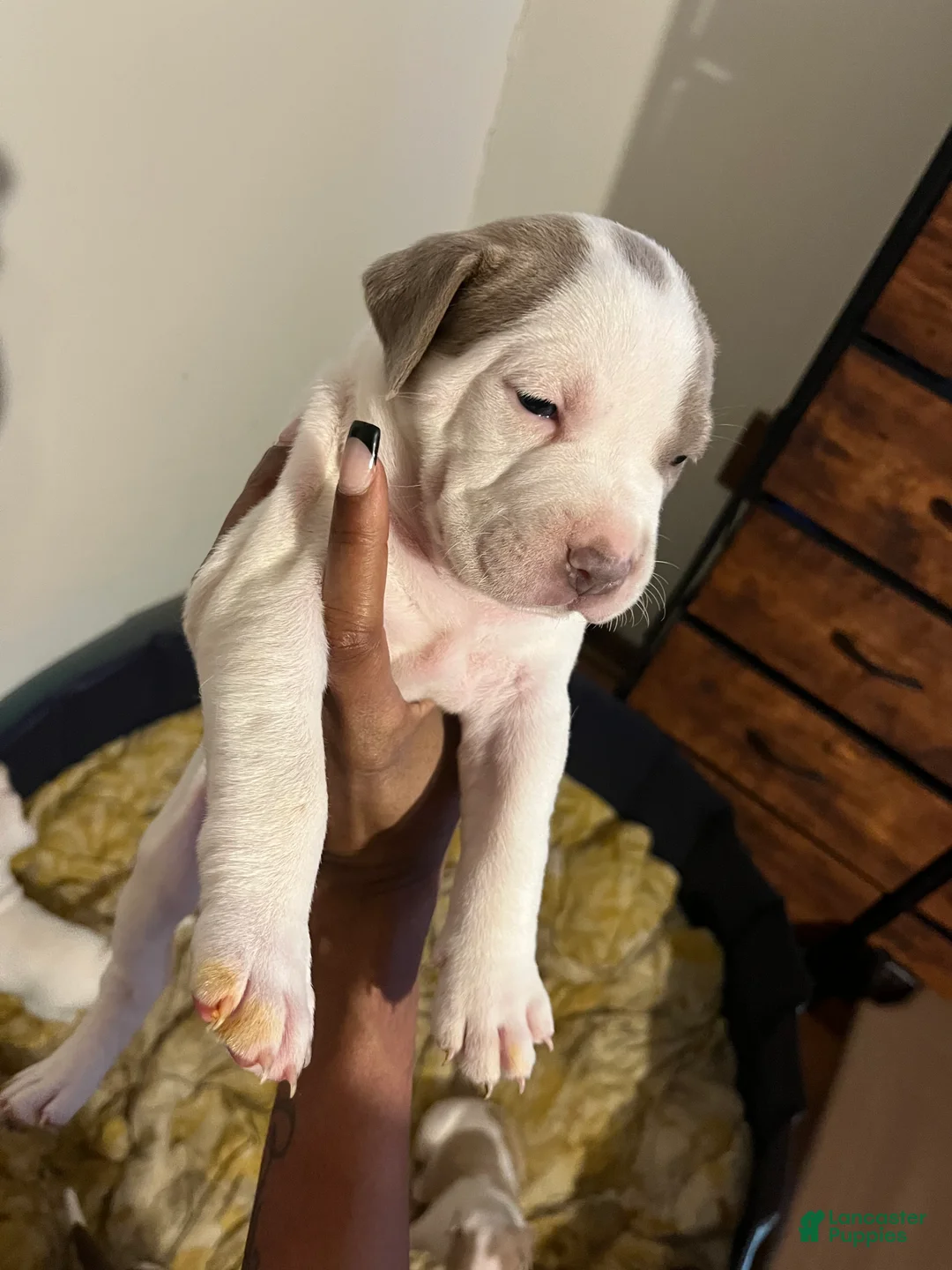 American Bully dogs for sale: American Bully Puppy 5 - Ad 1