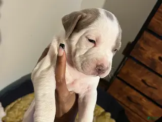 American Bully dogs for sale: American Bully Puppy 5 - Ad 3