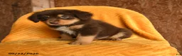 Mixed Breed dogs for sale: Sunny  - Ad 2