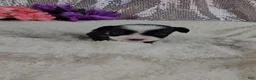 Mini Aussiedoodle dogs for sale: Violet - Ad 14