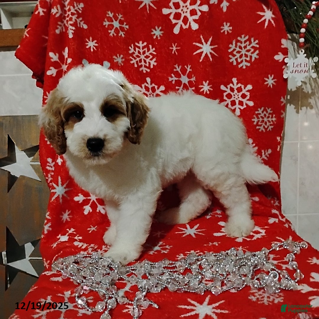 Mini Goldendoodle dogs for sale: Ronald - Ad 4