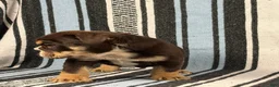 English Bulldog dogs for sale: Jackson - Ad 4
