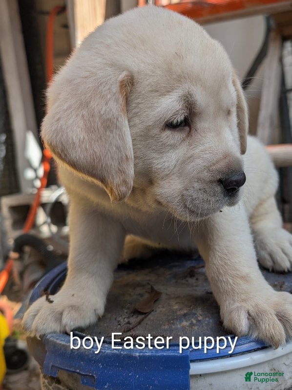 Labrador Retriever dogs Labrador Retriever Boy 3 - Ad 2