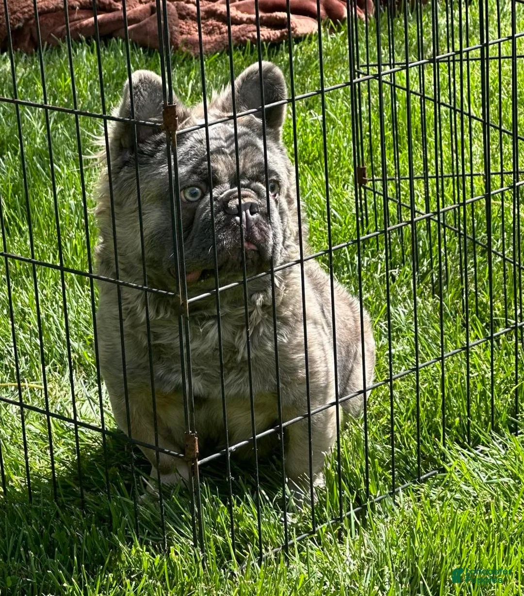 French Bulldog dogs for sale: Apollo - Ad 1