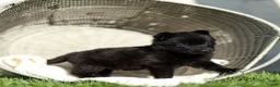 German Shepherd dogs for sale: Forrest German Shepherd  - Ad 5