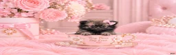 Pomeranian dogs for sale: Teacup Pomeranian  - Ad 1