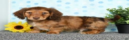 Miniature Dachshund dogs for sale: Murry - Ad 11