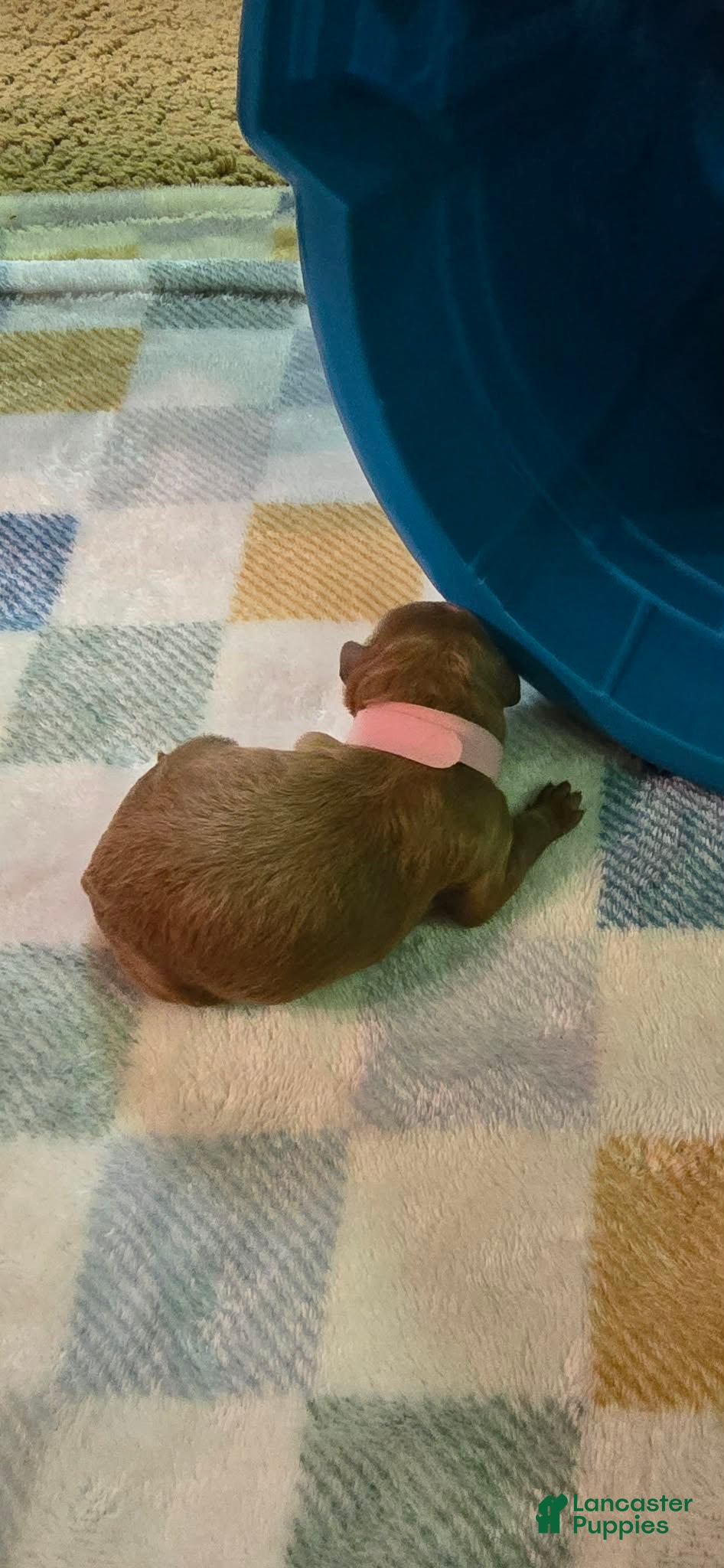 Mini Goldendoodle dogs for sale: lucy - Ad 2