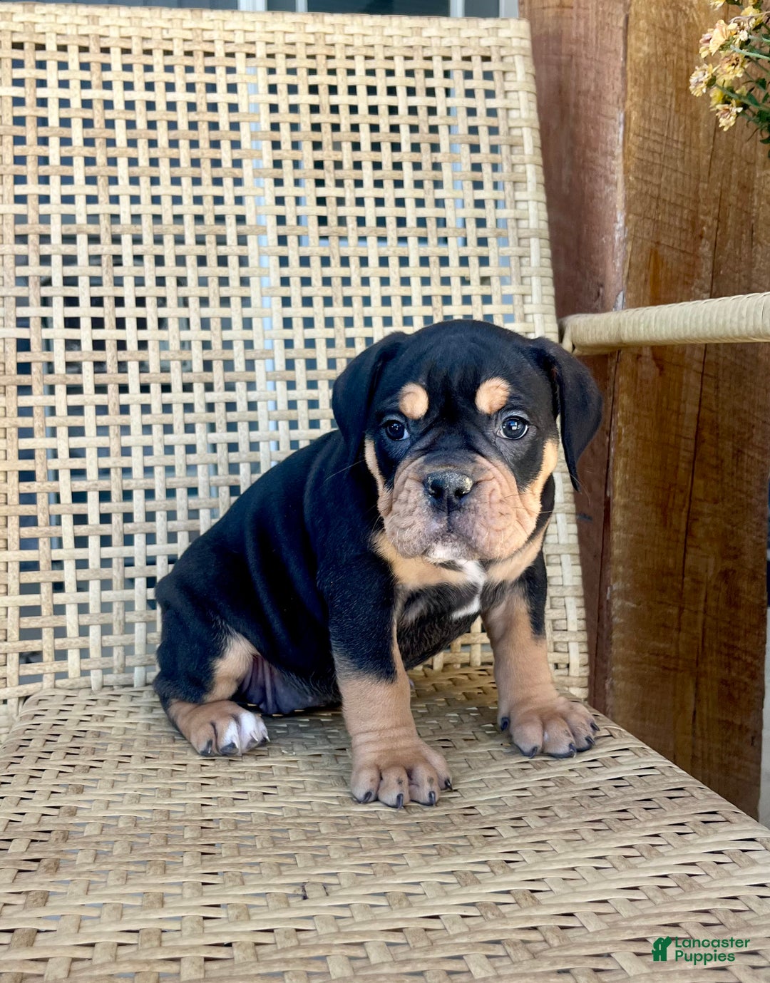 Olde English Bulldogge dogs for sale: Piper - Ad 2