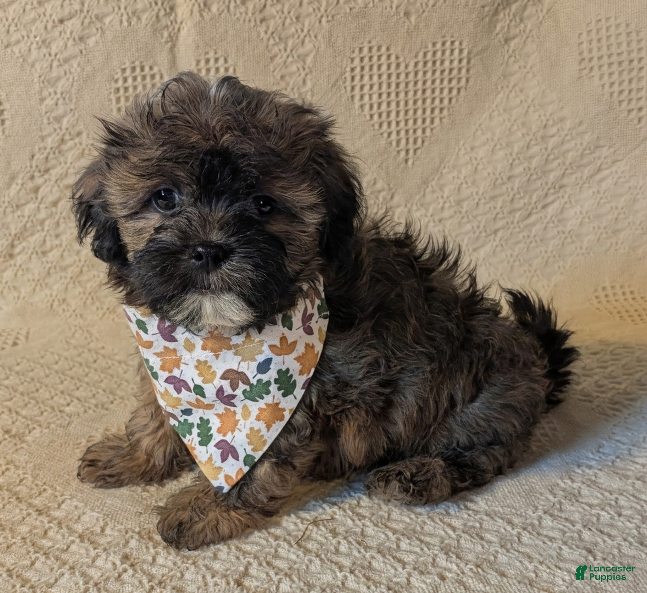 Mixed Breed dogs for sale: Xander - Ad 1