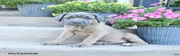 Cane Corso dogs for sale: Reese - Ad 2
