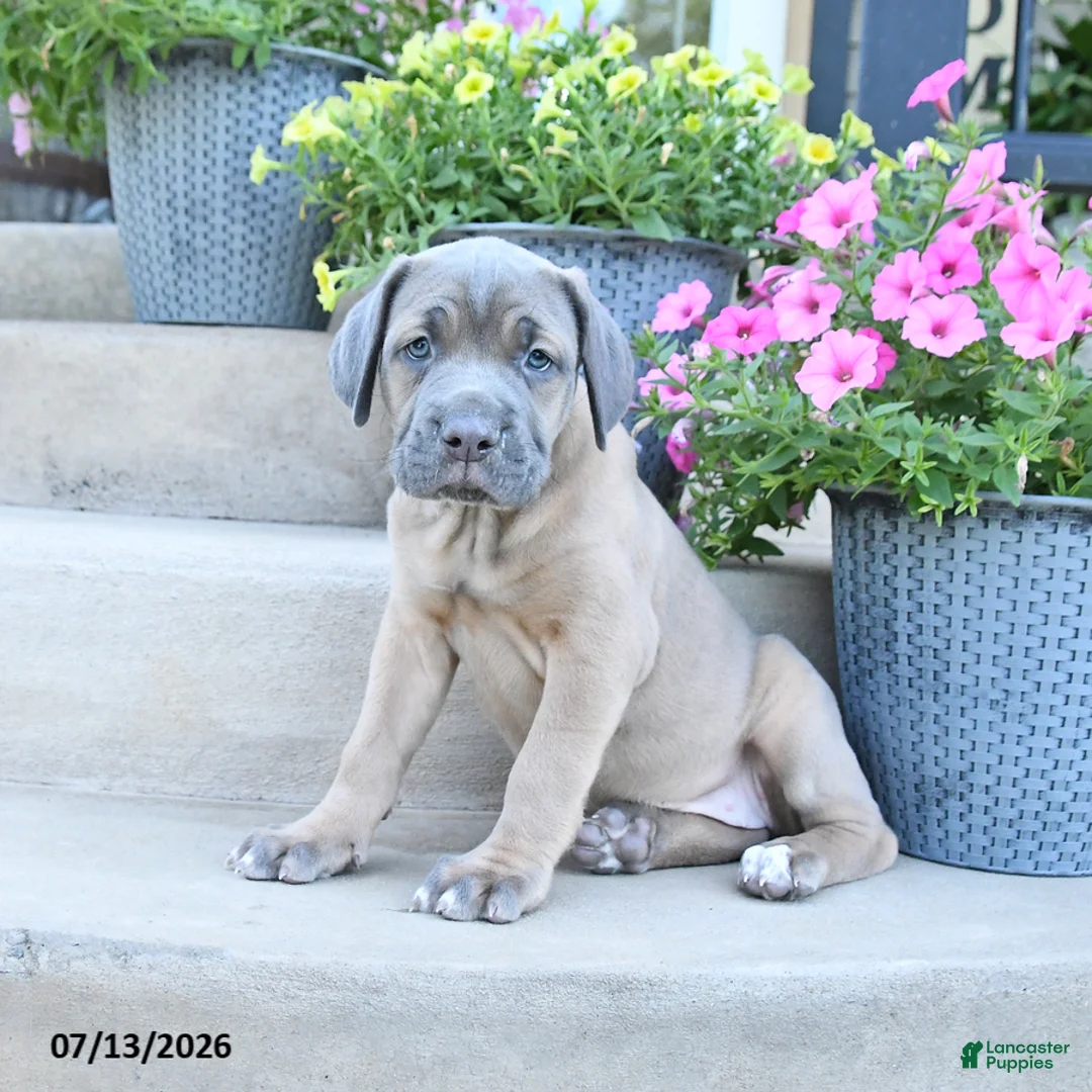 Cane Corso dogs for sale: Reese - Ad 2