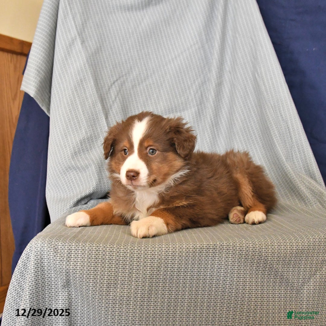 Australian Shepherd dogs for sale: Rocky - Ad 2